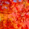 tree0208