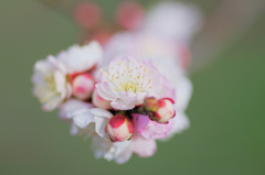 flower6368
