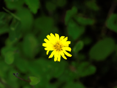 flower1010391
