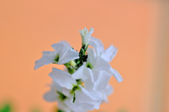 flower7934
