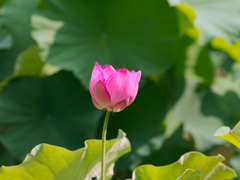 flower1030354