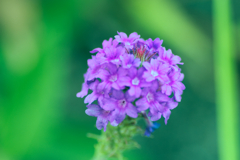 flower1030339