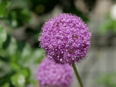 flower1020140