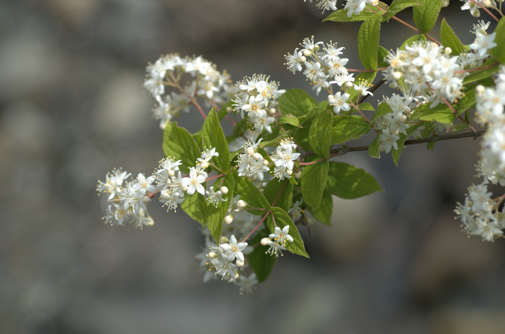flower04189