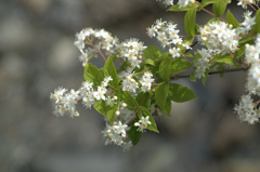 flower04189