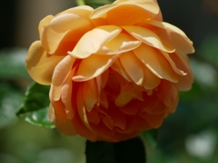 flower1020156