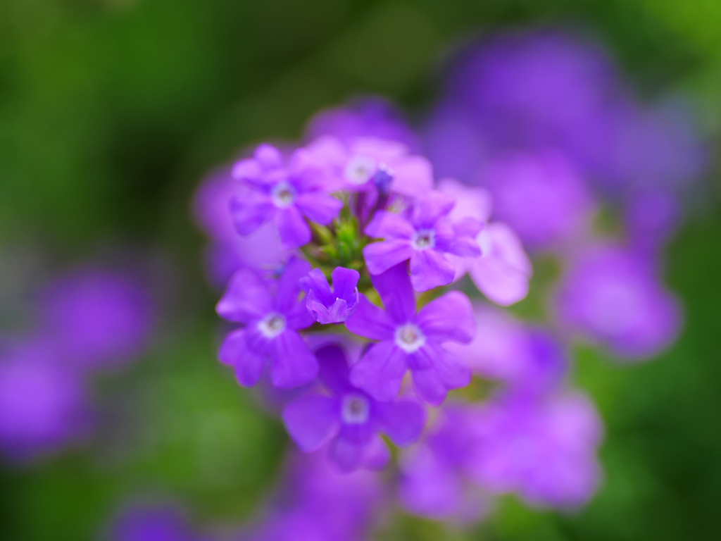 flower1030605
