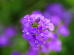 flower1030605