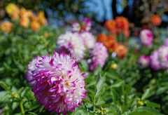 flower06587