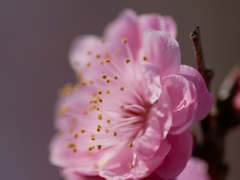 flower1000353