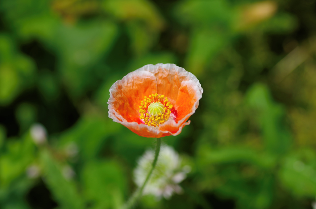 flower04050