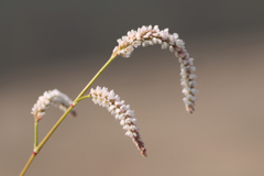 flower1030653