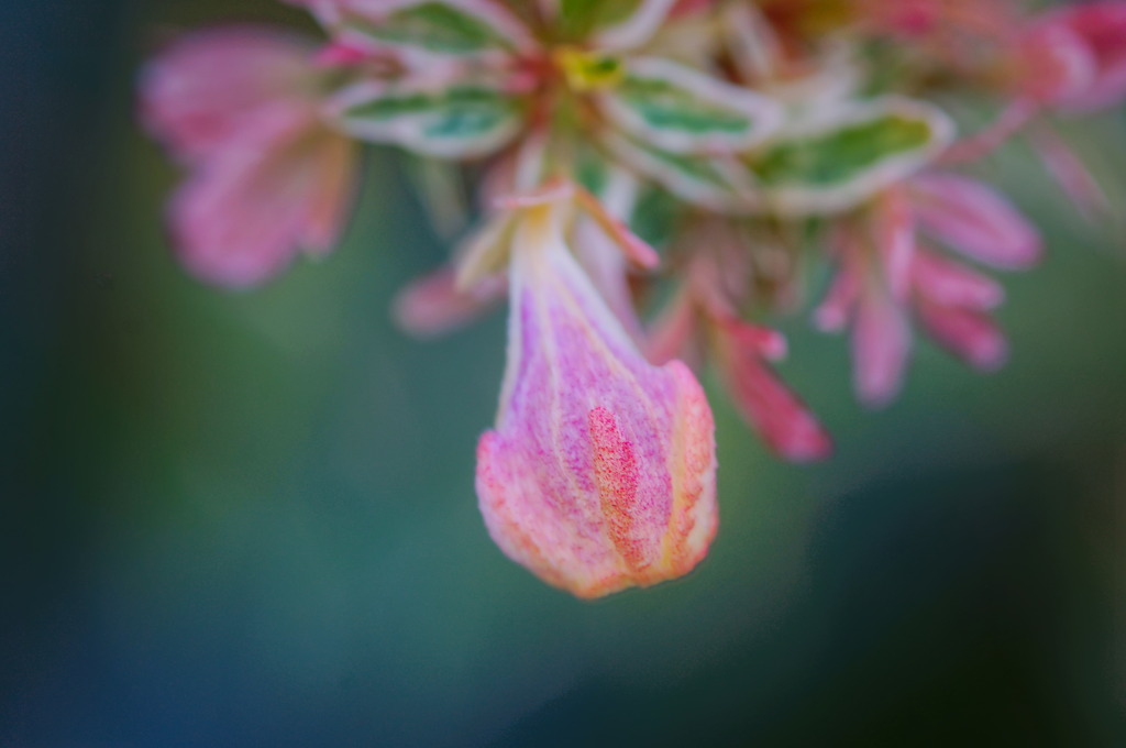 flower6952