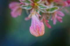 flower6952