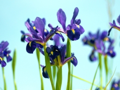 flower1010746