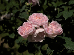 flower1020164