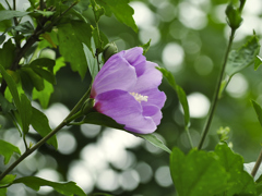 flower1020672
