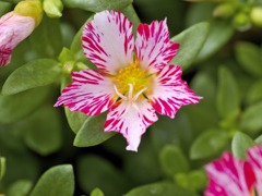 flower1030270