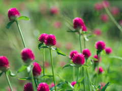 flower1030547