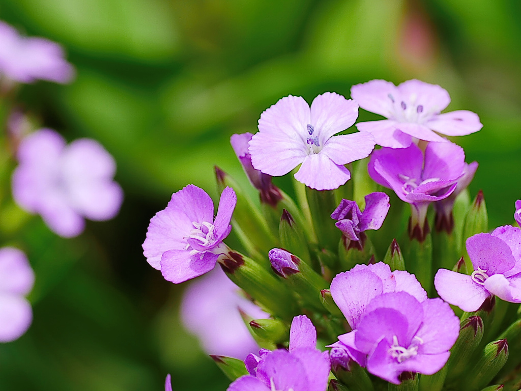 flower1020459