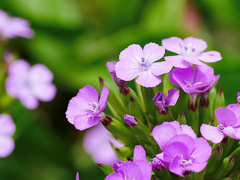 flower1020459