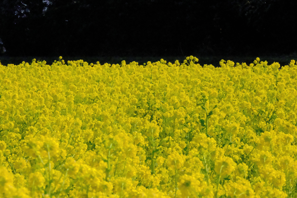 flower8010
