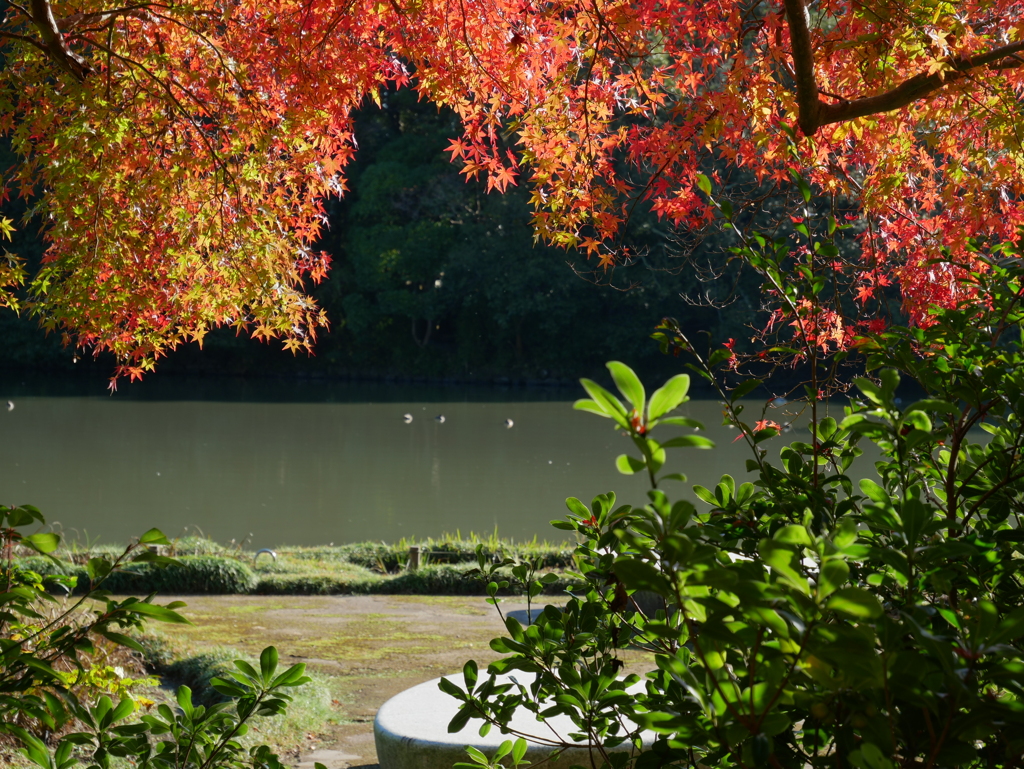 leaves1040937
