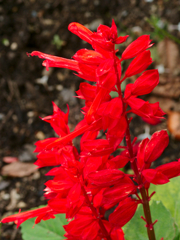flower1020616