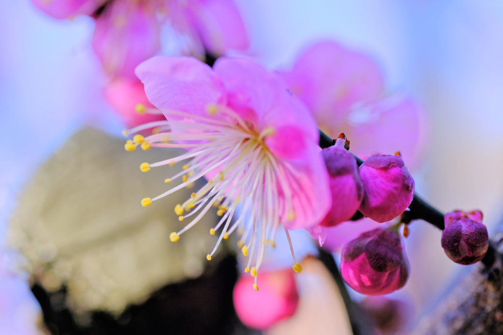 flower7598