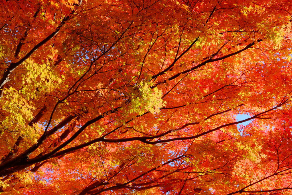 tree0172
