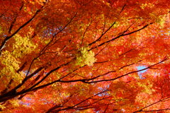 tree0172