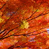 tree0172