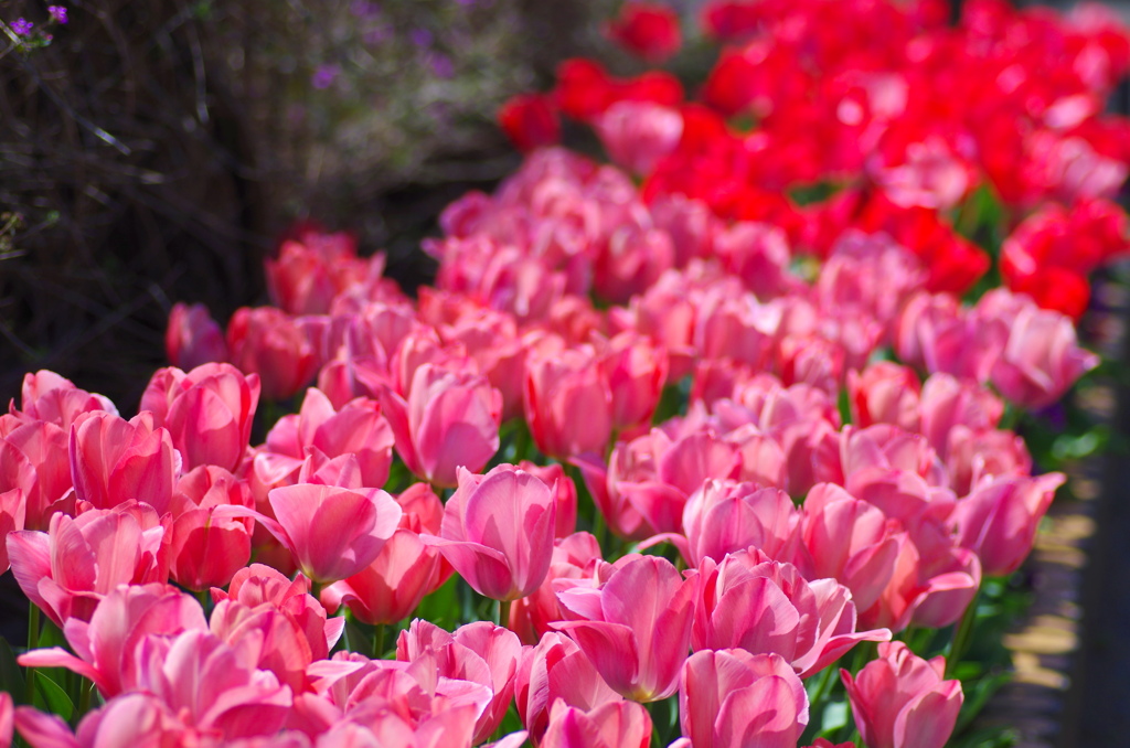 flower7043