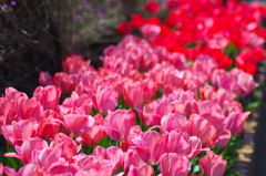 flower7043