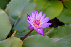 flower06425