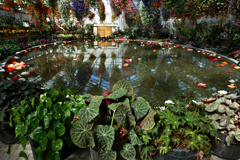flower1002361