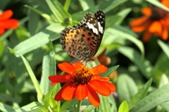 flower1001573