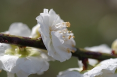 flower6684