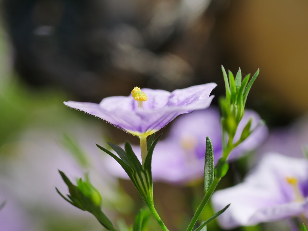 flower1040146