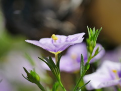flower1040146