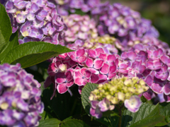 flower1020222