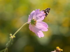 flower40436