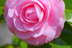 flower6953