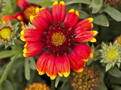 flower1020808