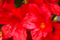flower6941