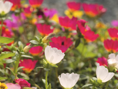 flower1030264