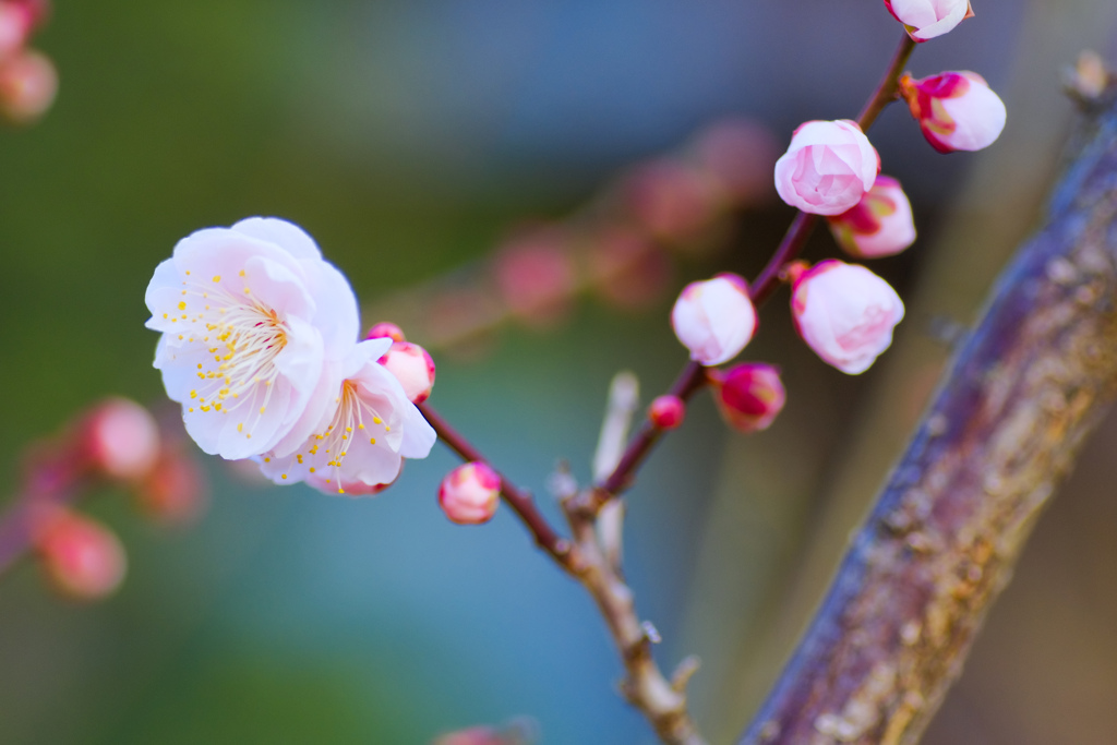 flower7577