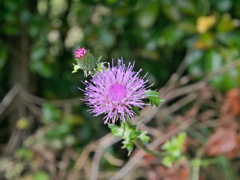 flower1020093
