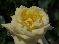 flower1020170