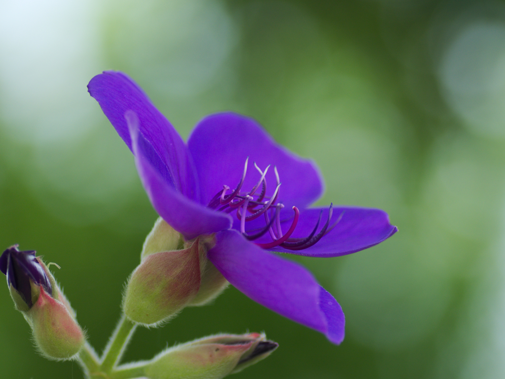 flower1030139